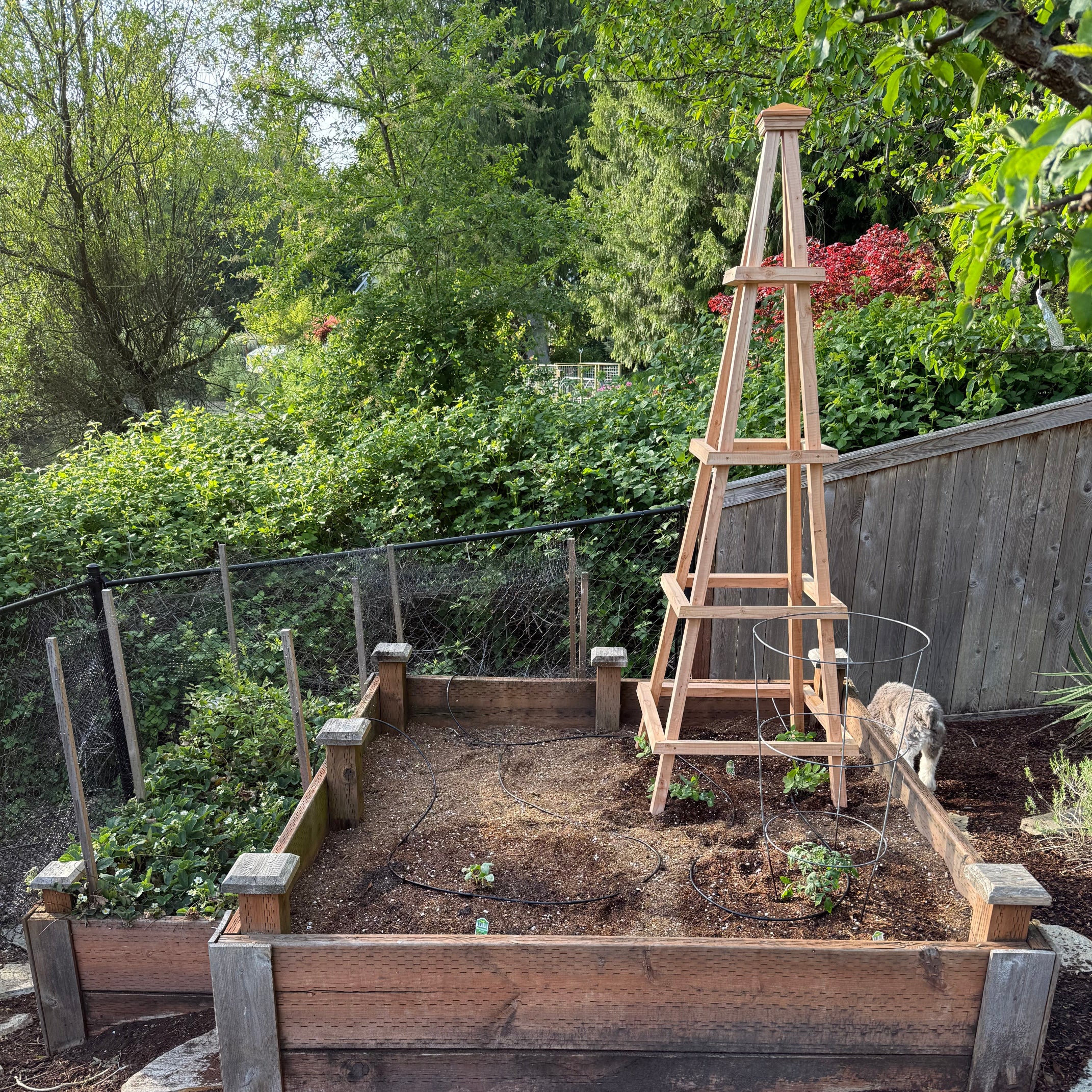 Garden Obelisk